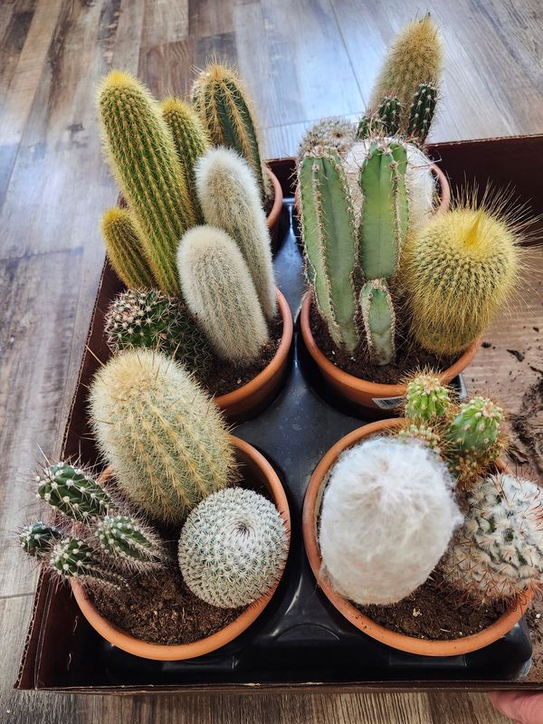 DESERT GEM CACTUS 6&quot;