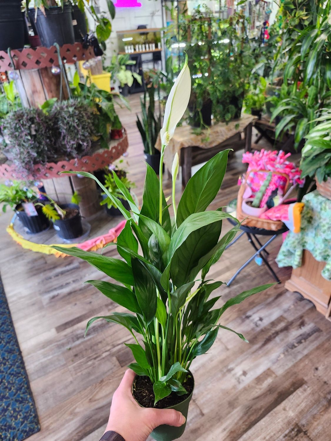 PEACE LILY 4&quot;