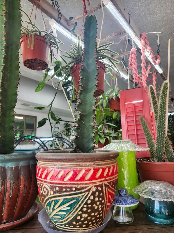 CHOCOLATE DROP EUPHORBIA W/POT 8&quot;