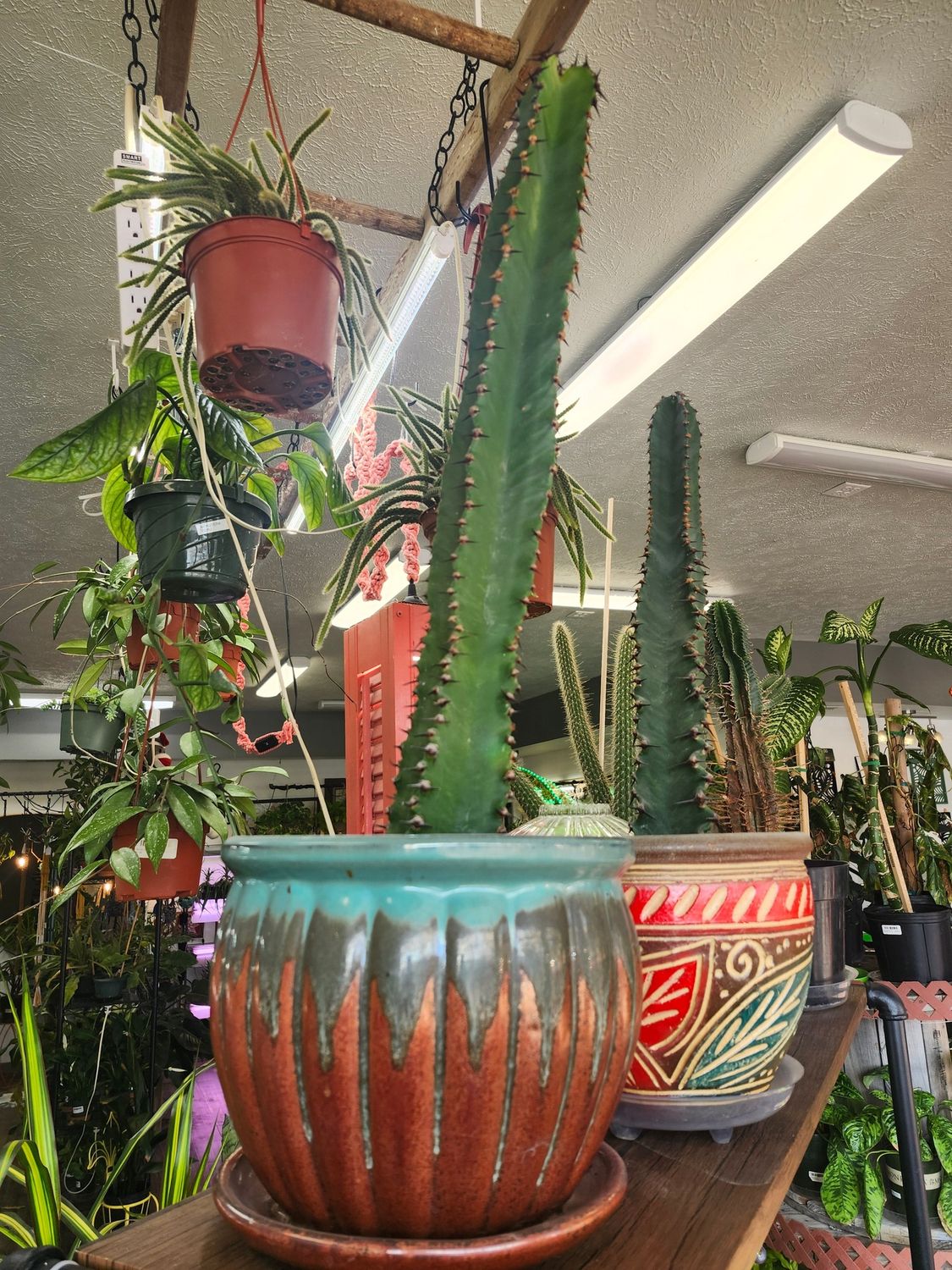 CHOCOLATE DROP EUPHORBIA W/POT 10&quot;
