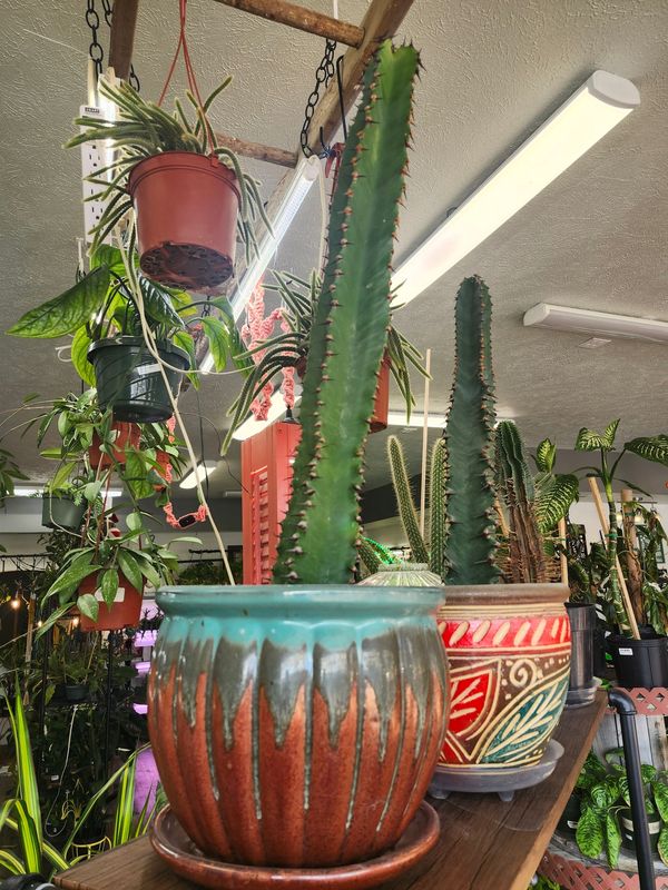 CHOCOLATE DROP EUPHORBIA W/POT 10"