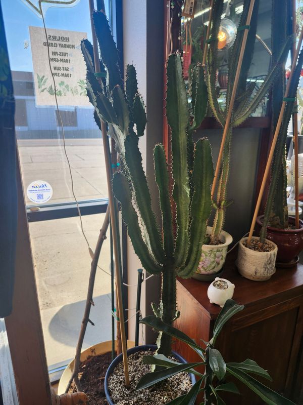 LG AFRICAN MILK TREE CACTUS IN BOWL