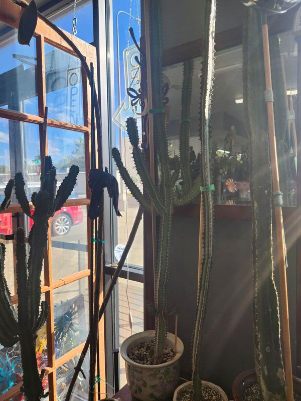 LG AFRICAN MILK TREE IN POT - FLORAL