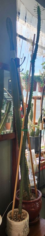 TALL AFRICAN MILK TREE IN POT - BARK