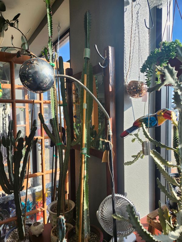 LG CACTUS IN RED POT