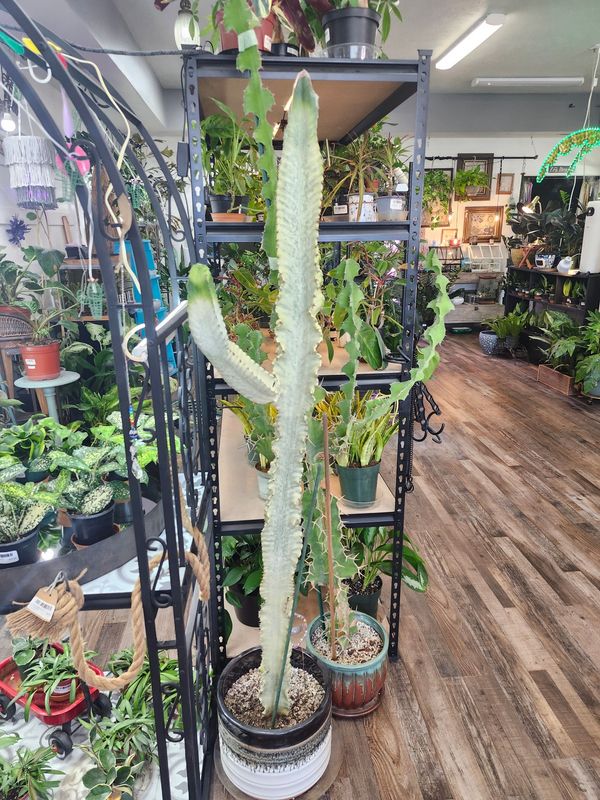 LARGE EUPHORBIA VARG