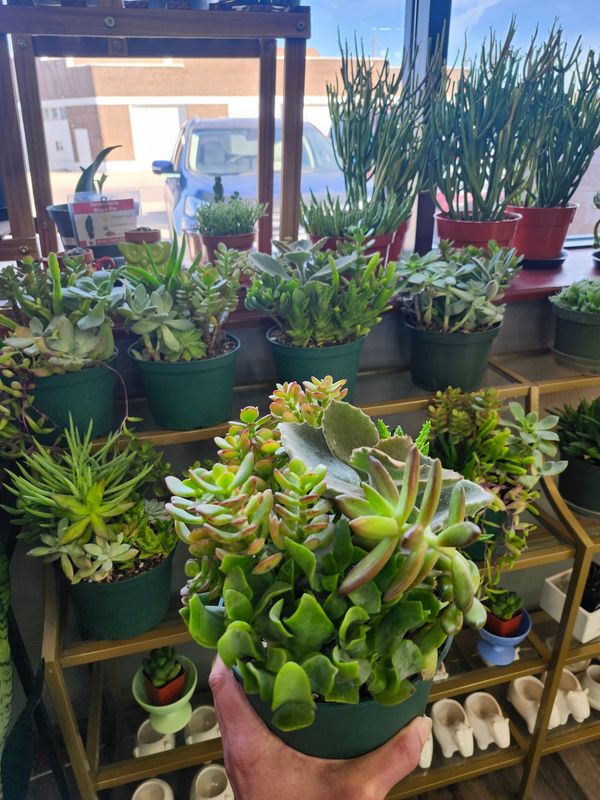 SUCCULENT GARDEN 6&quot;
