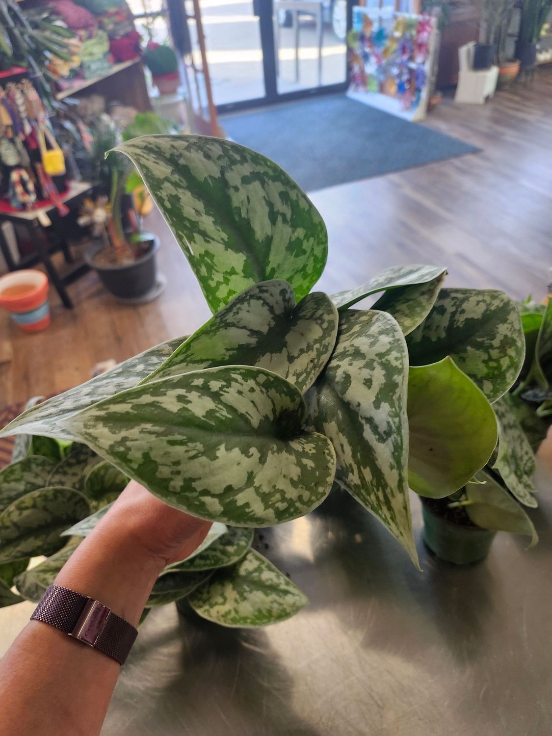 POTHOS SILVER SATIN 4&quot;