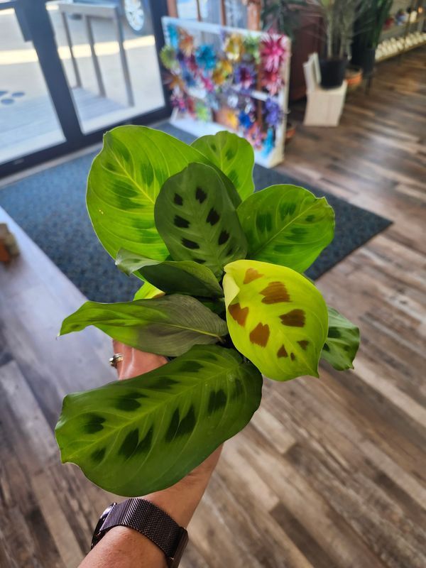 MARANTA GREEN 4&quot;
