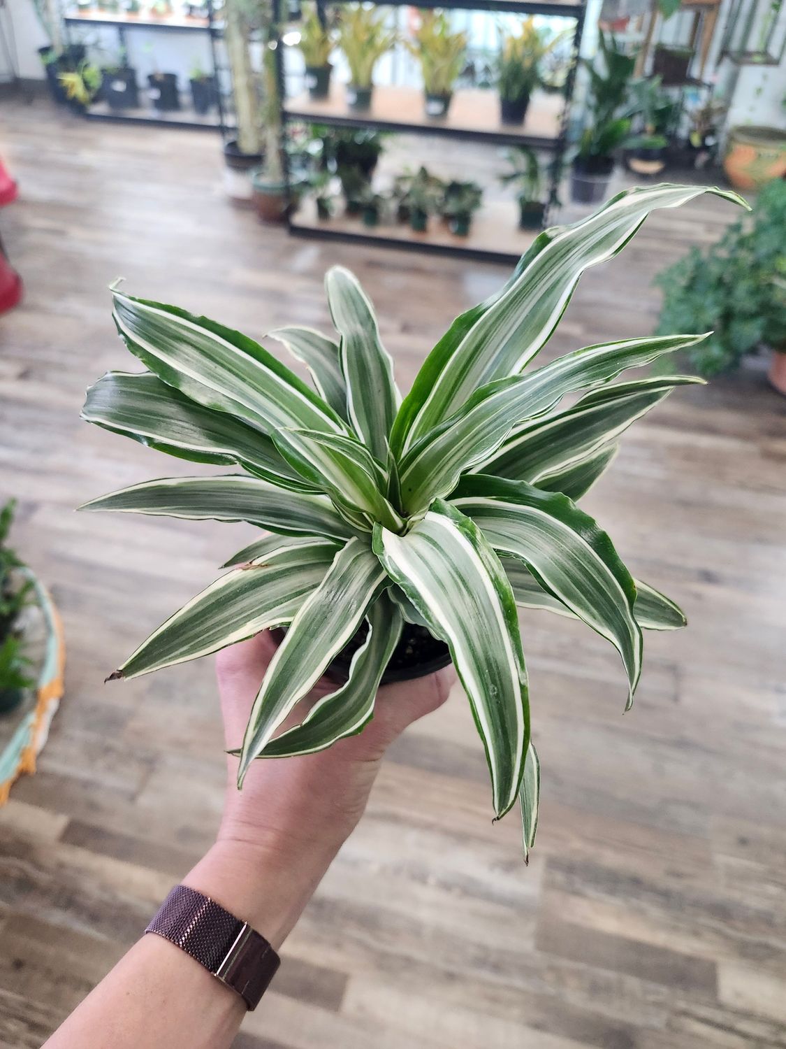 DRACAENA WARNEKII 4&quot;