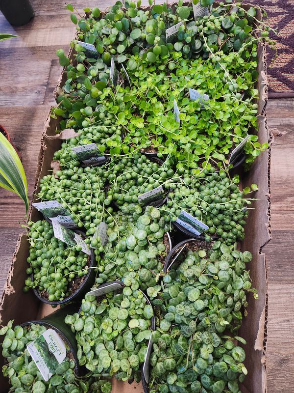 STRING OF THINGS ASST 4&quot;