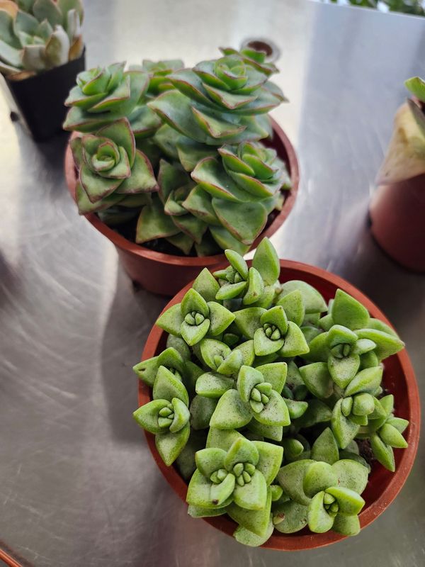 STRING OF BUTTONS ASST