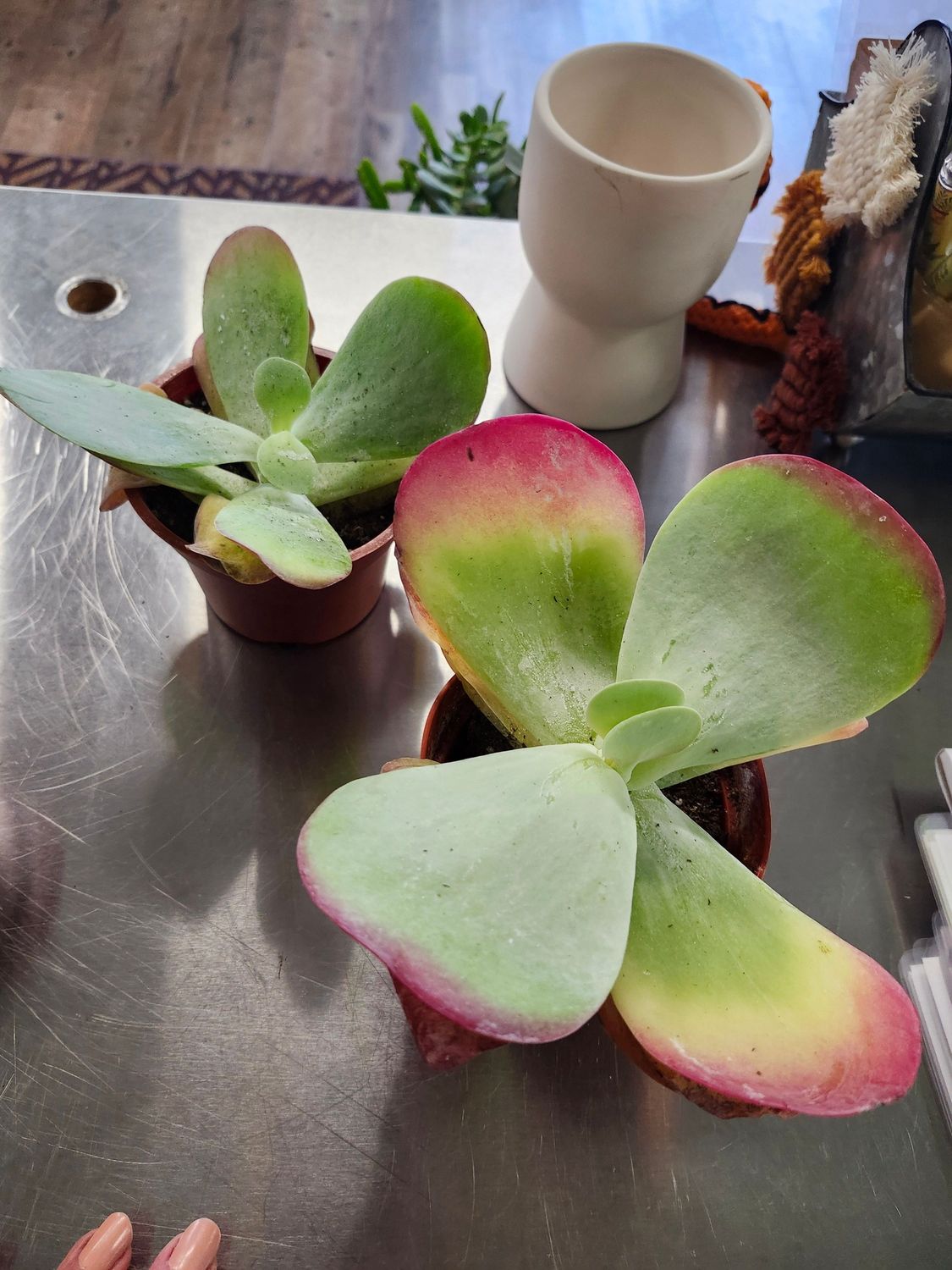 FLAPJACK PADDLE PLANT