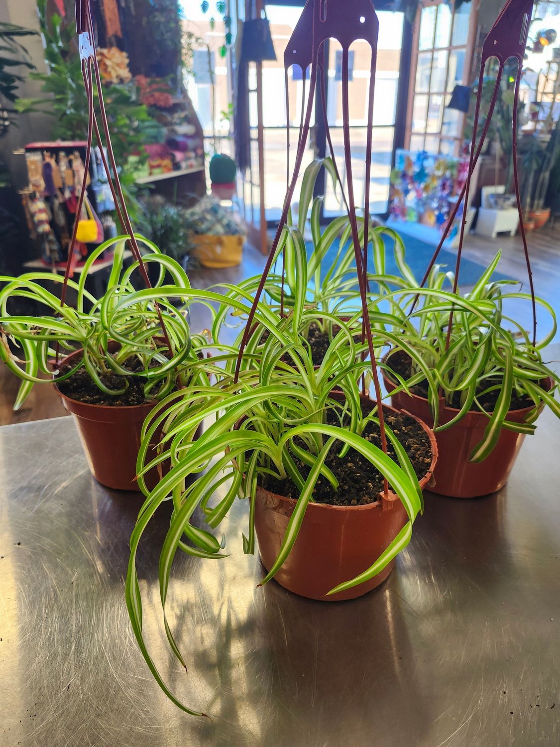 SPIDER PLANT 3&quot; - GH