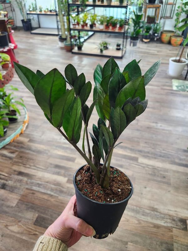 BLACK RAVEN ZZ 5&quot;