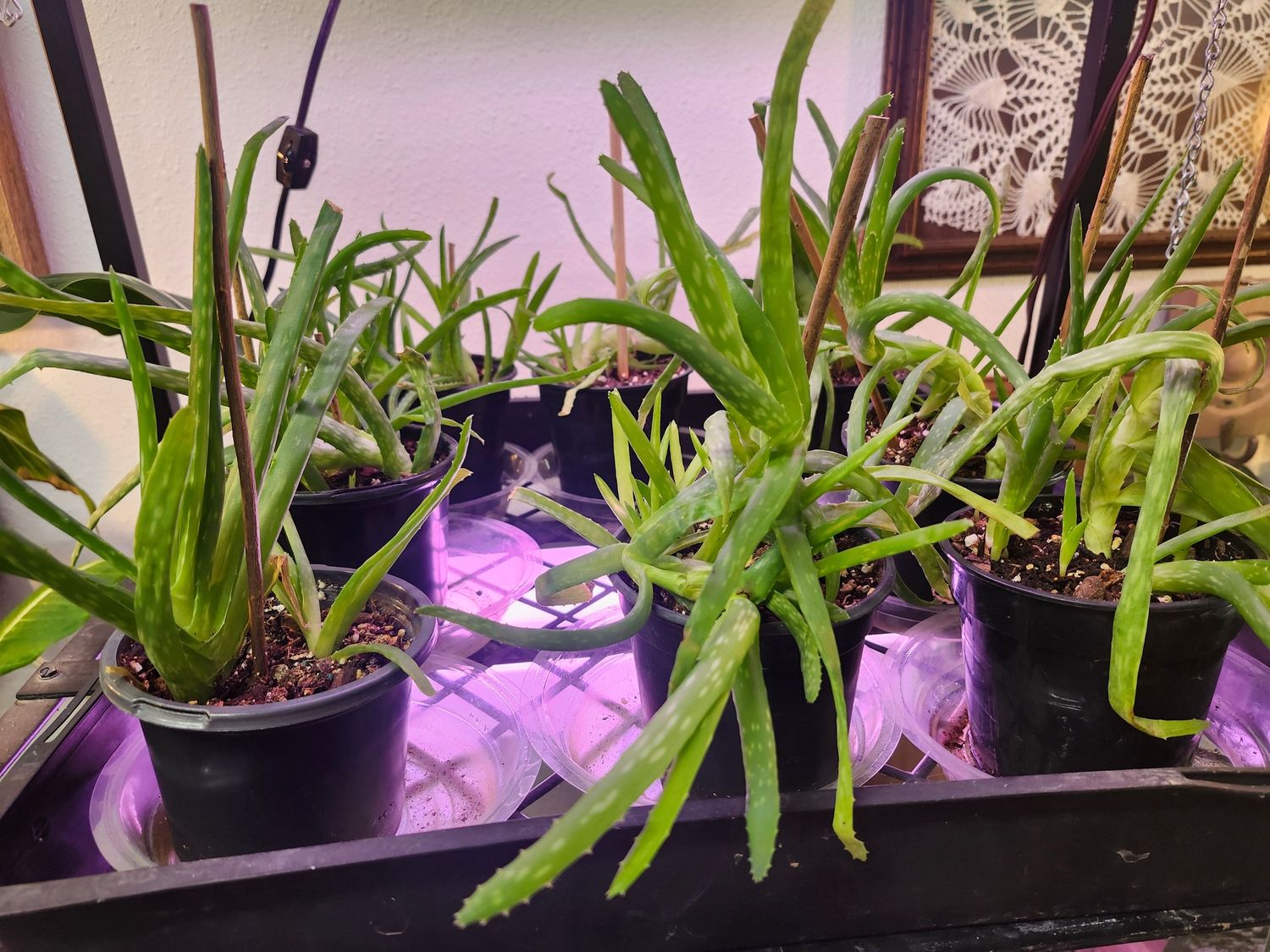 ALOE VERA 4" GH