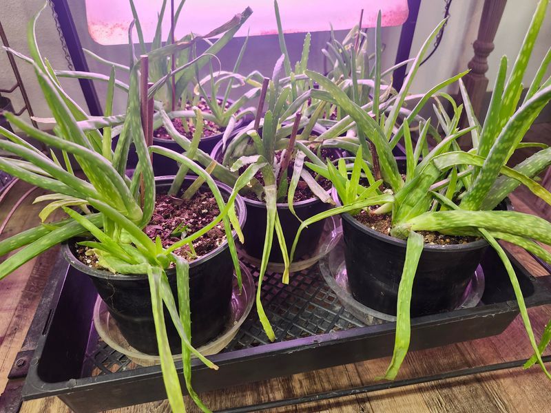 ALOE VERA 6&quot; GH