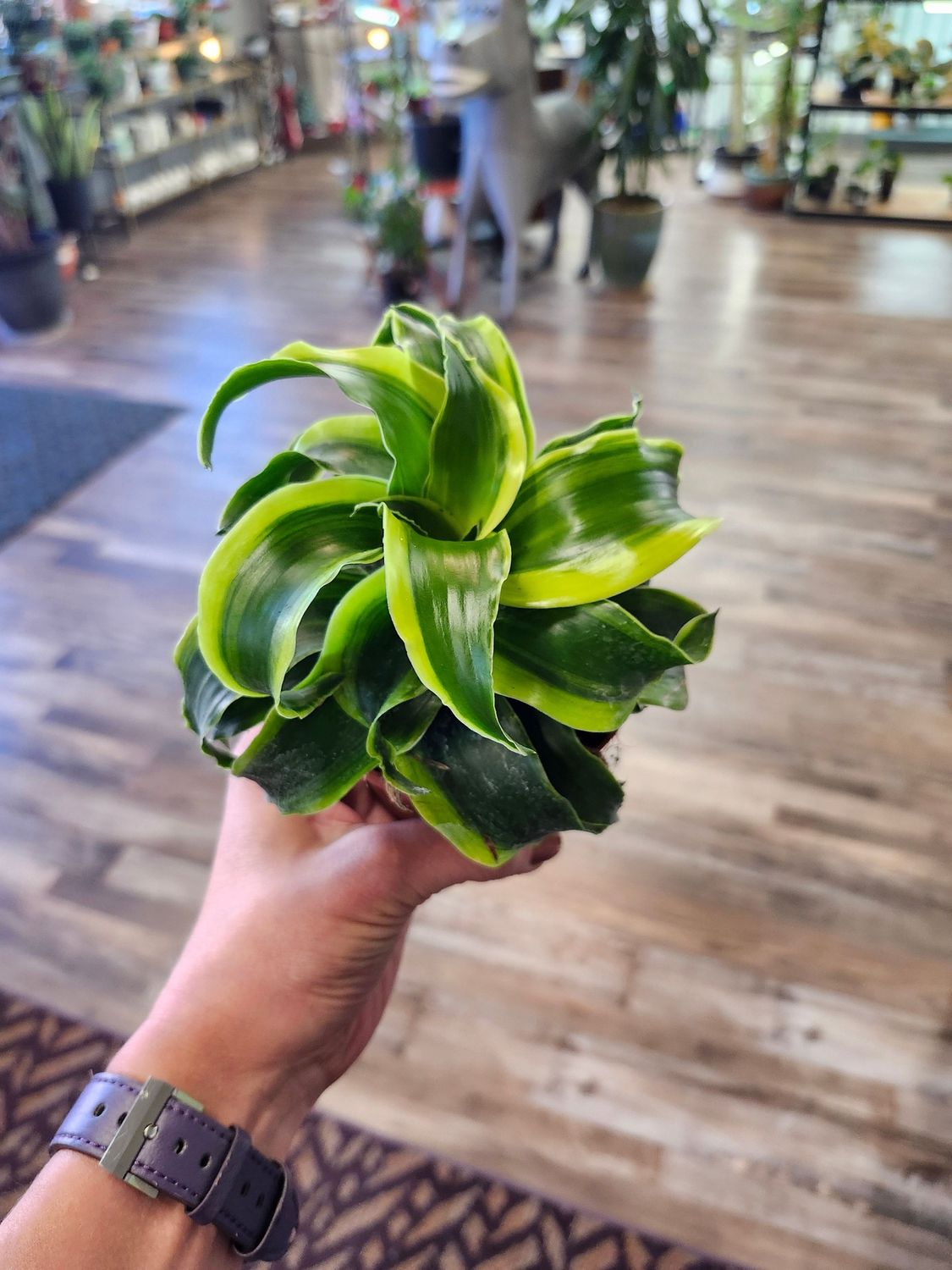 DRACAENA TORNADO 4"