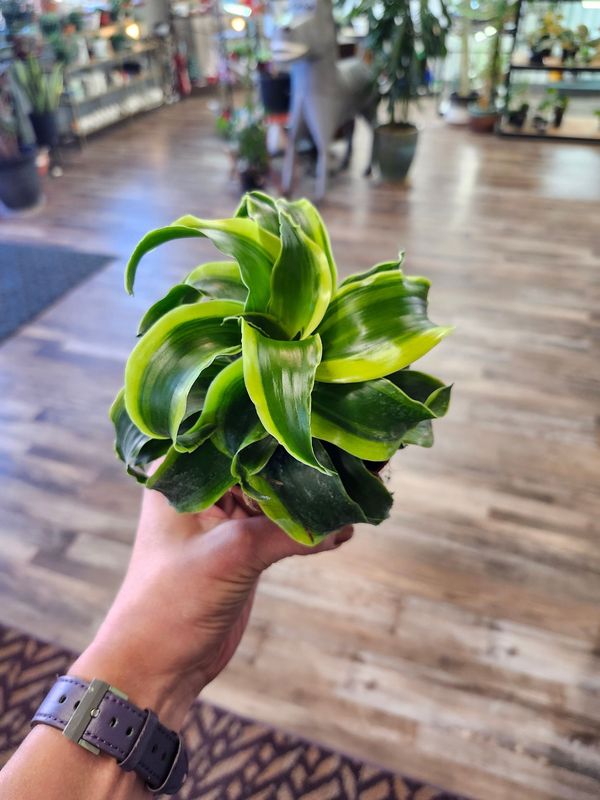 DRACAENA TORNADO 4"