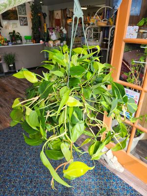 PHILODENDRON BRASIL 8" HB