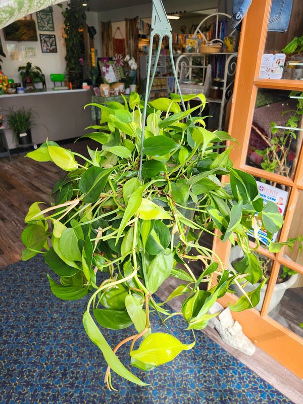 PHILODENDRON BRASIL 8" HB