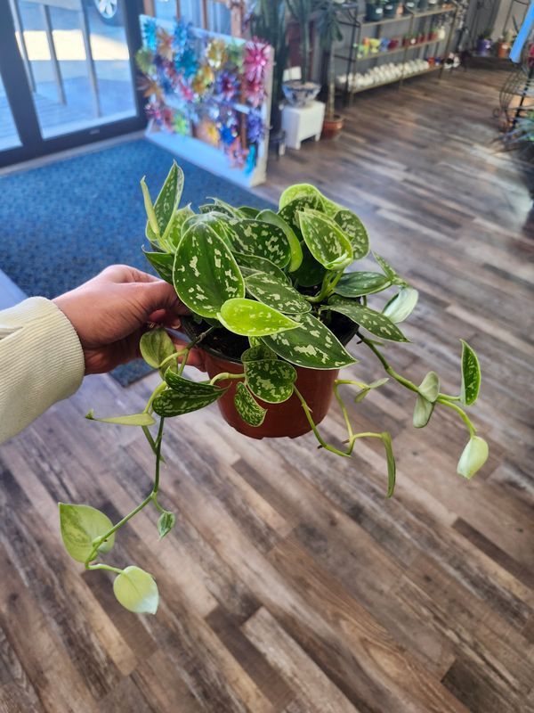POTHOS SILVER SATIN 6"