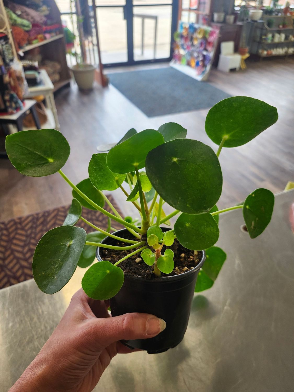 PILEA PEPEROMIOIDES 4"