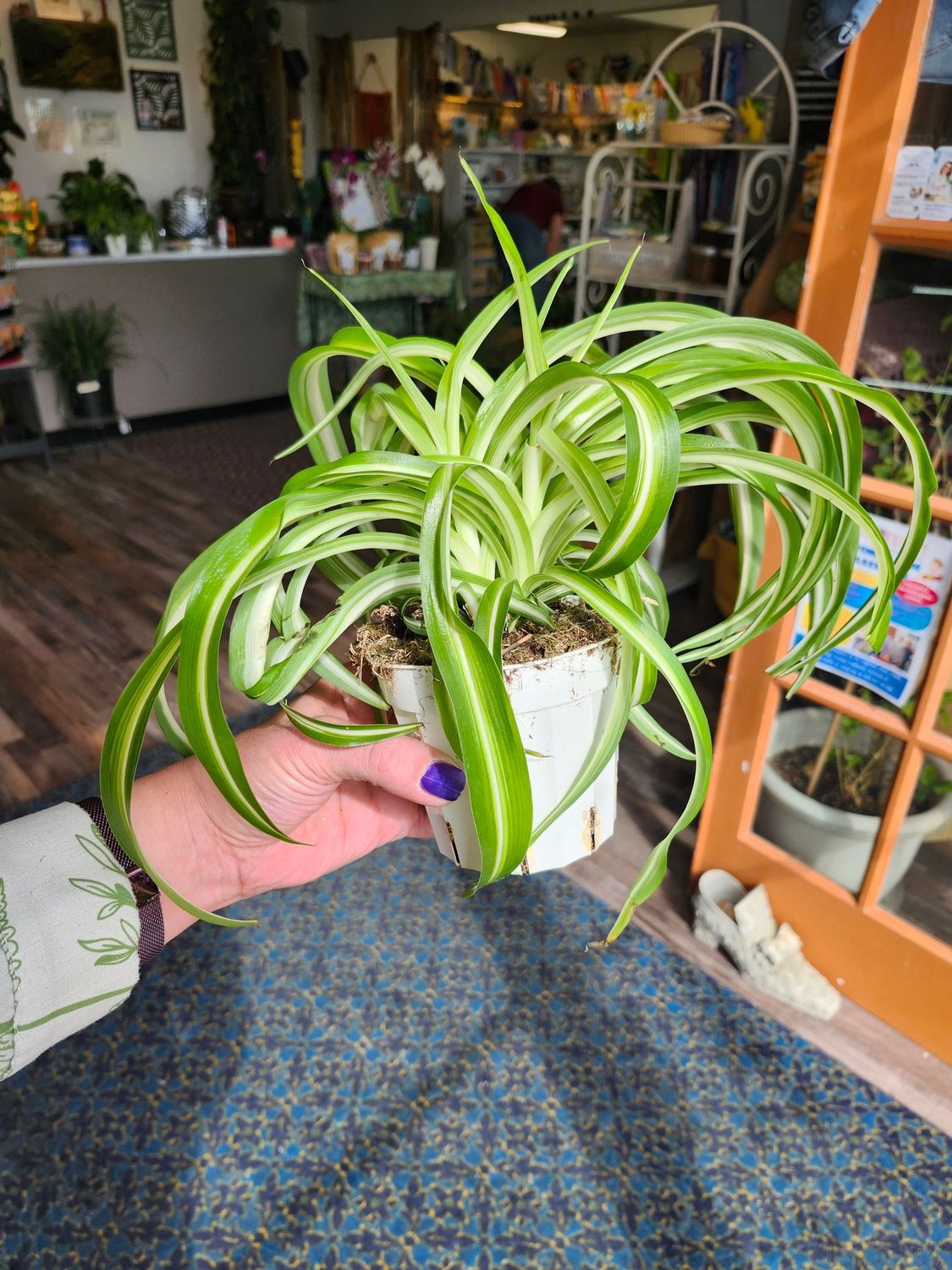 CURLY SPIDER PLANT 4" -  BONNIE