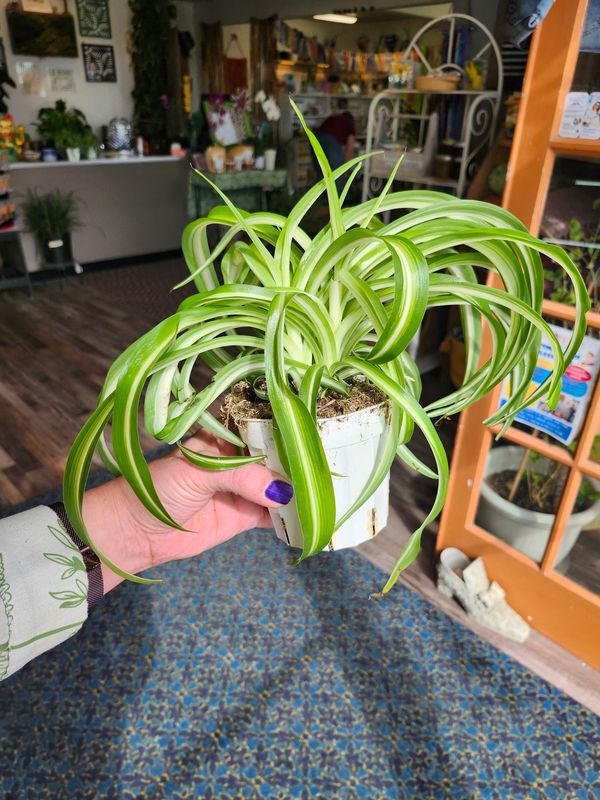 CURLY SPIDER PLANT 4" -  BONNIE