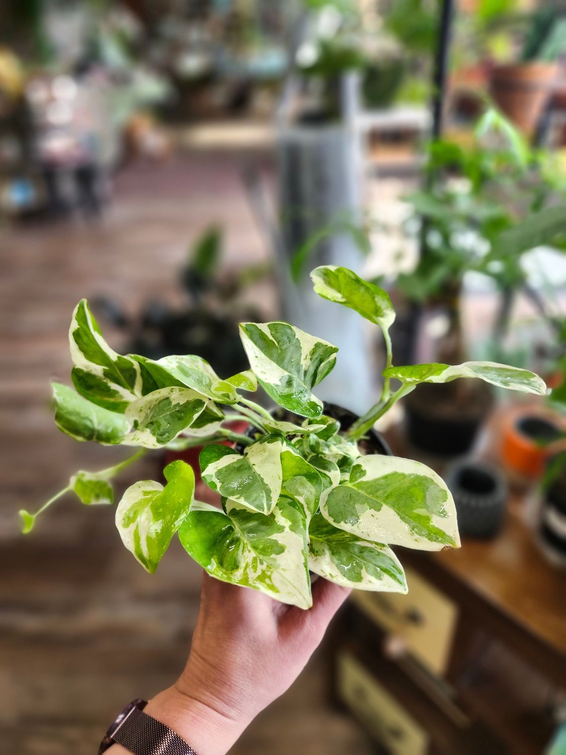 POTHOS PEARLS &amp; JADE 4"