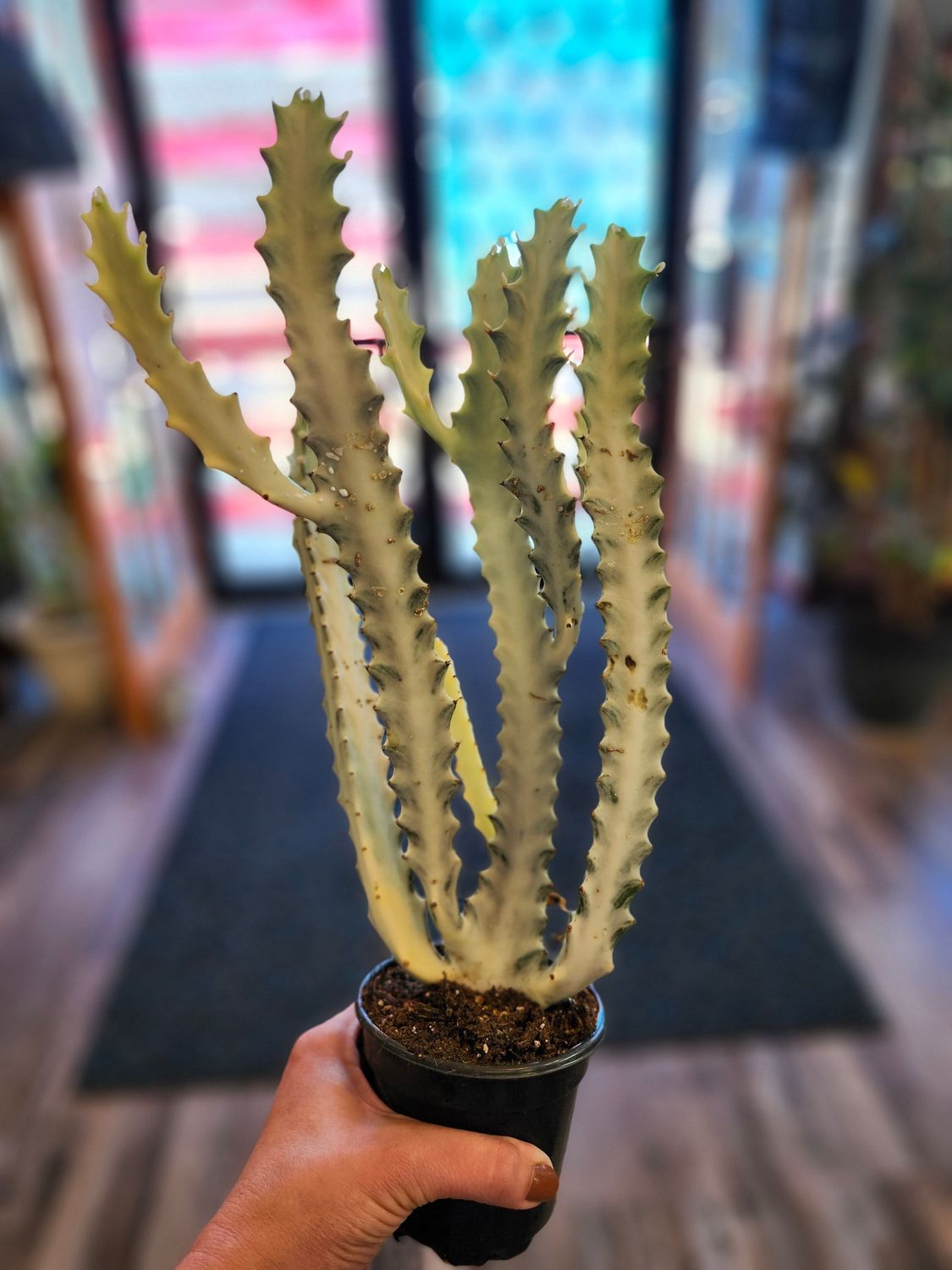 "DRAGON BONE" EUPHORBIA 4"