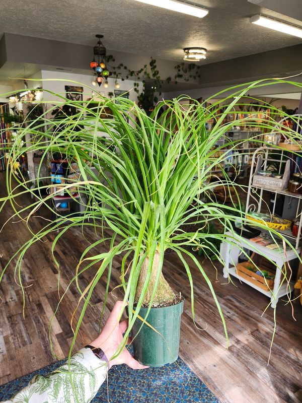 PONYTAIL PALM 6"