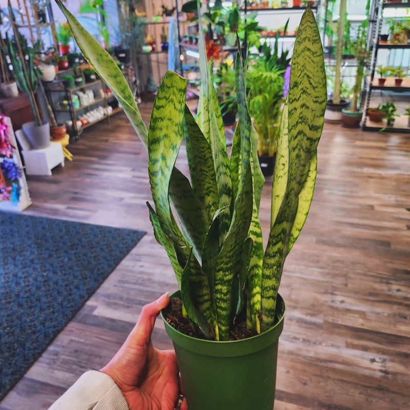 SANSEVIERIA 6"
