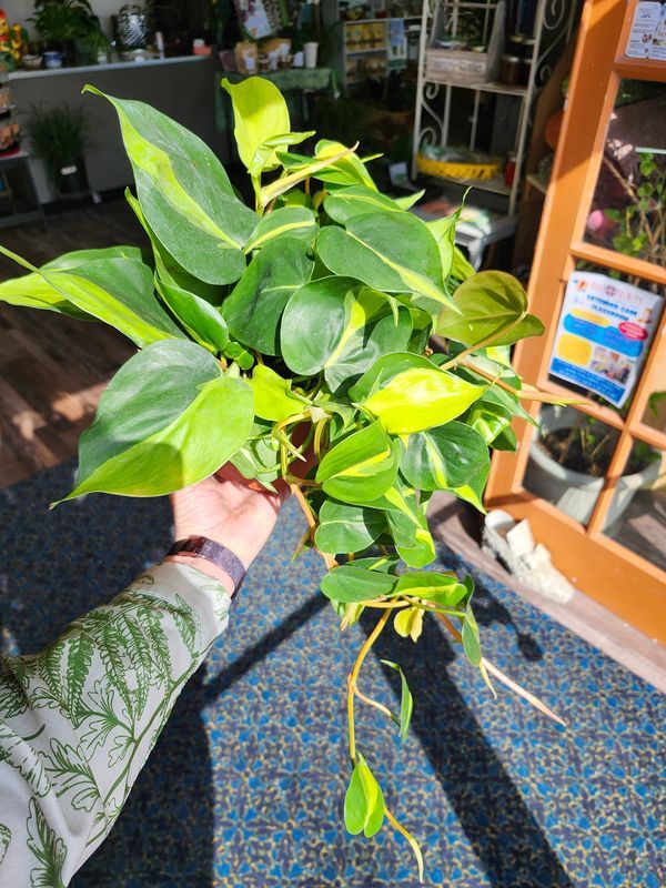 PHILODENDRON BRASIL 6"