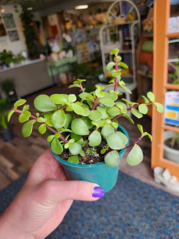 DWARF JADE 4"