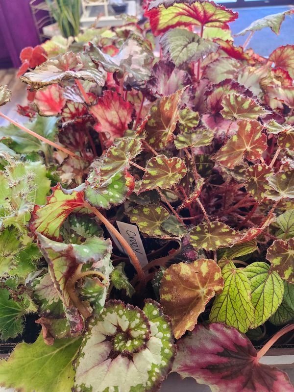 BEGONIA REX 4"