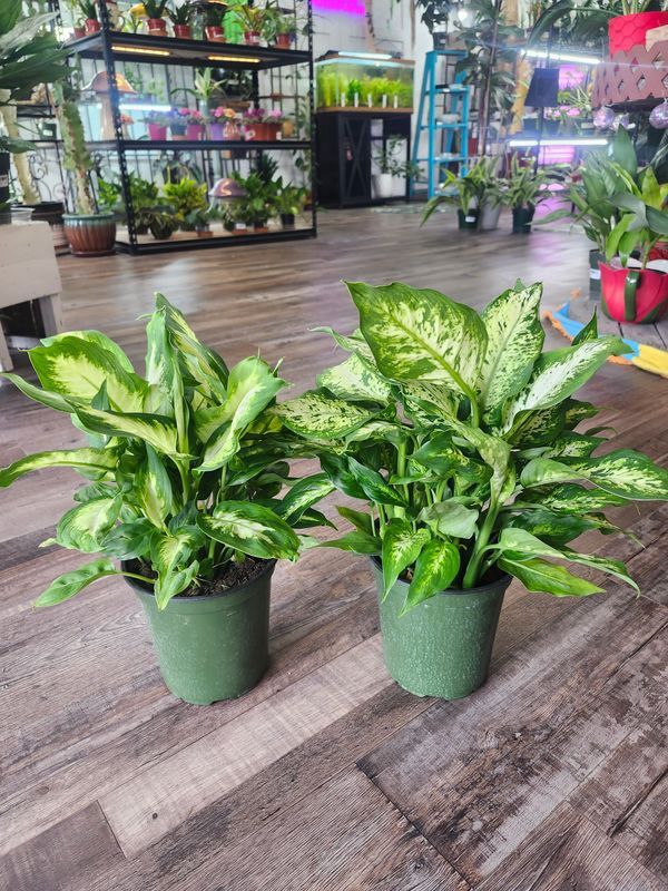 DIEFFENBACHIA HYBRID 6"