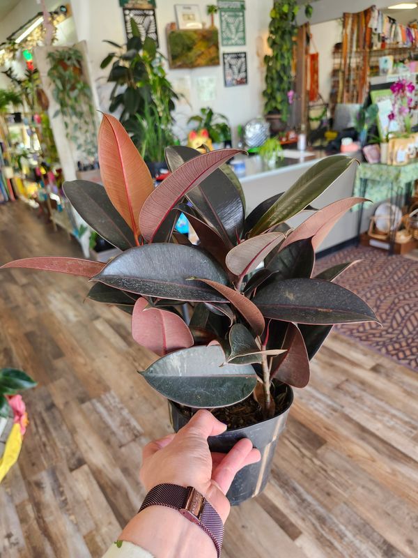 RUBBER TREE 3PP 6"