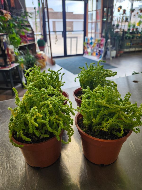 WATCH CHAIN SUCCULENT 4"