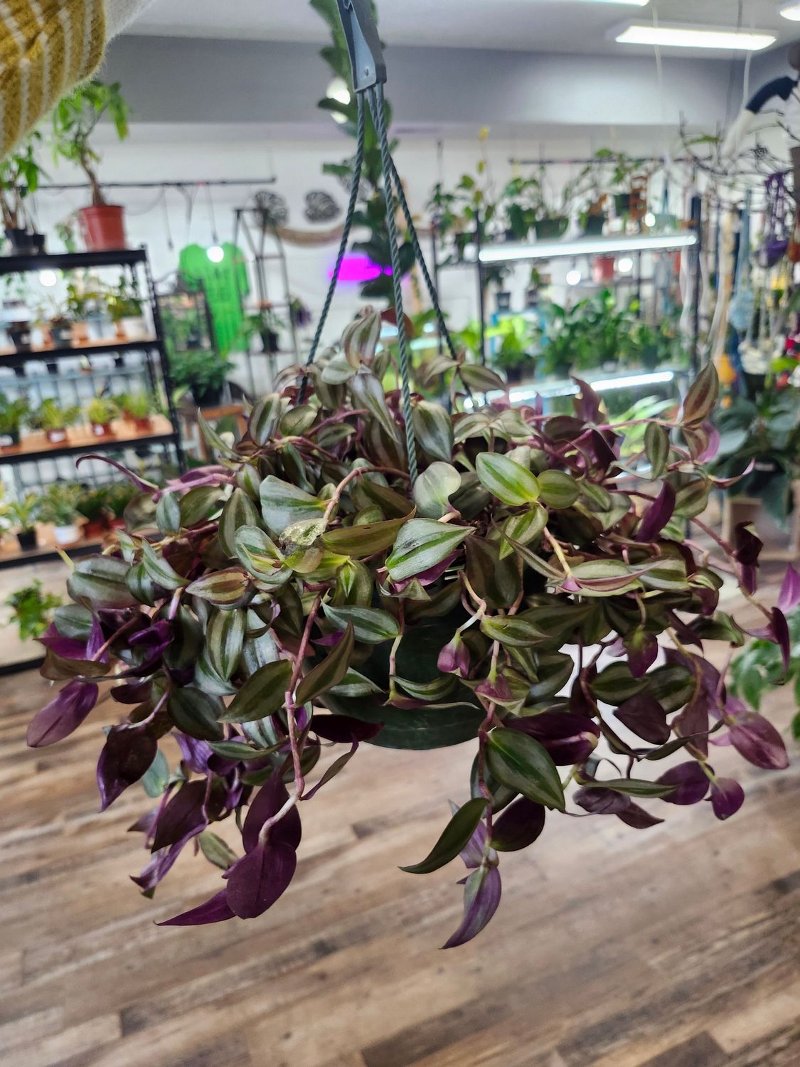 WANDERING DUDE 8" HB