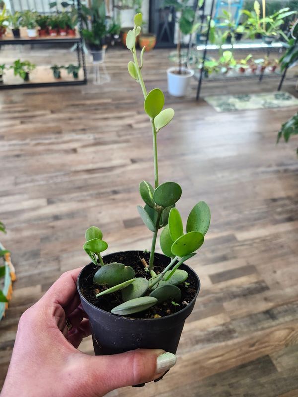 SILVER DOLLAR VINE 4"