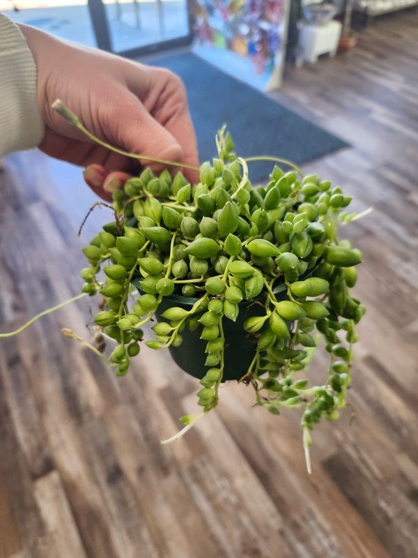 STRING OF WATERMELON 4"