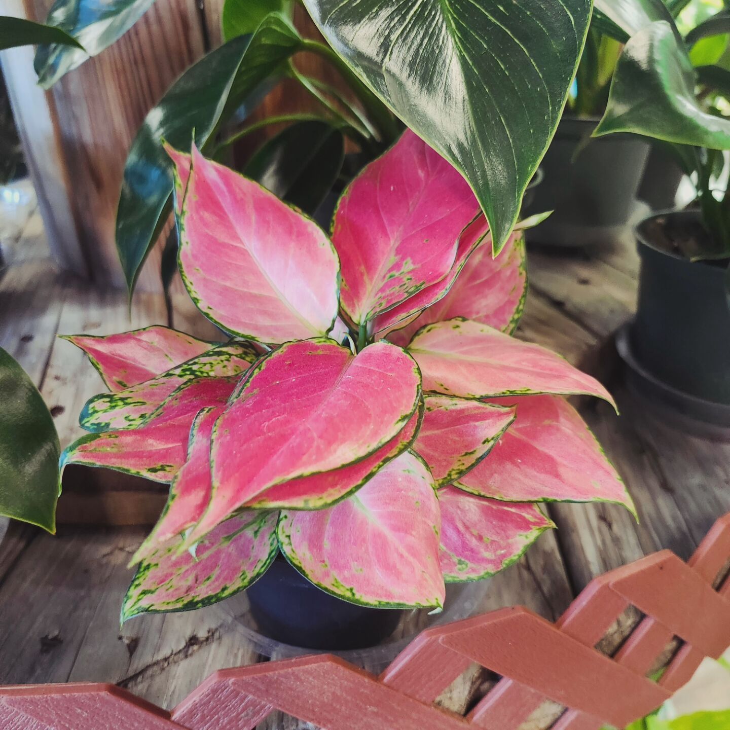 AGLAONEMA RED 4"