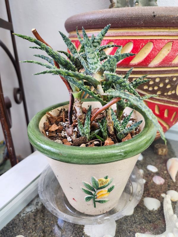 TIGER TOOTH ALOE IN POT