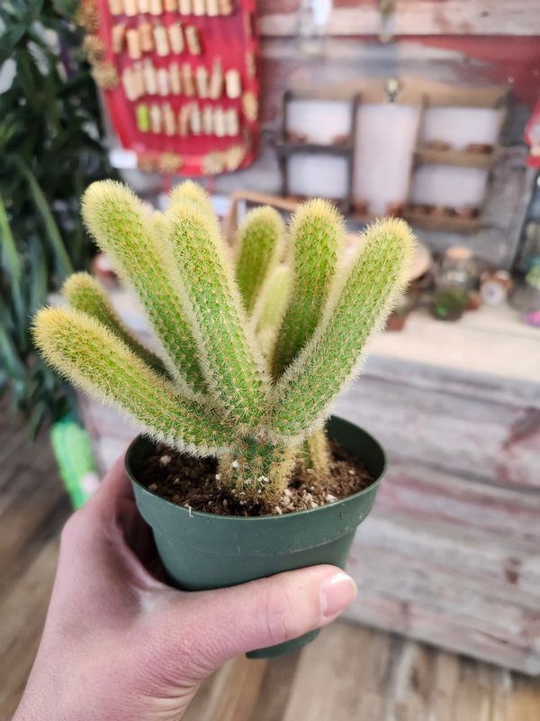 PEANUT CACTUS 4"