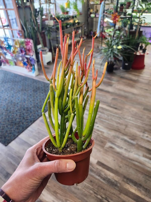 FIRESSTICK PENCIL CACTUS 4"