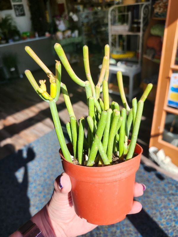FIRESTICK PENCIL CACTUS 4"