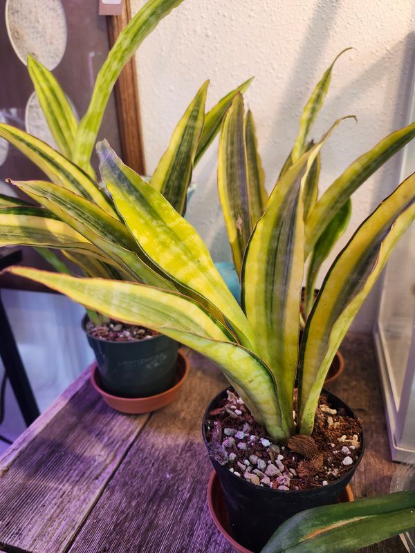 SANSEVIERIA GOLD DUST 4"