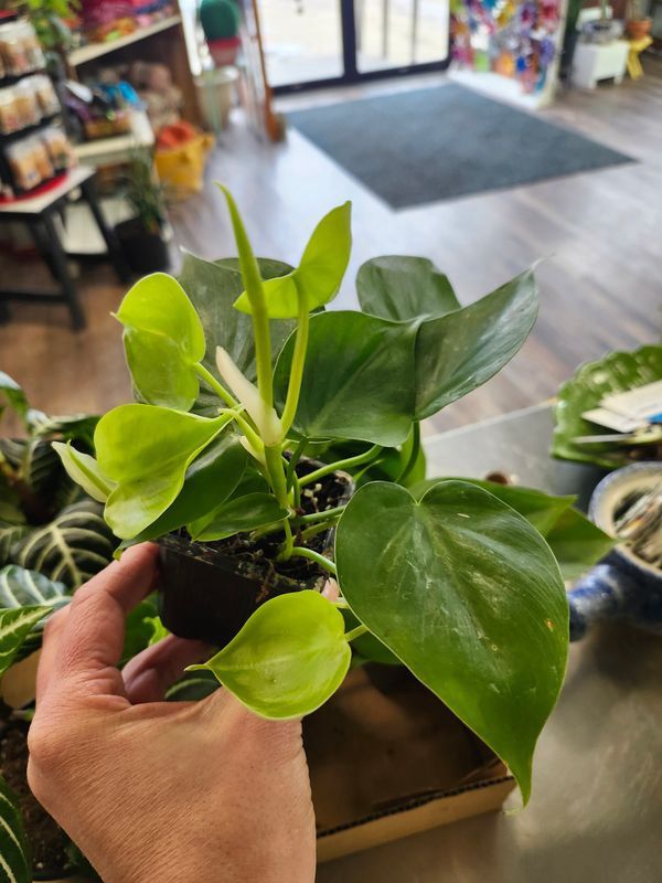 HEART LEAF PHILODENDRON 3"