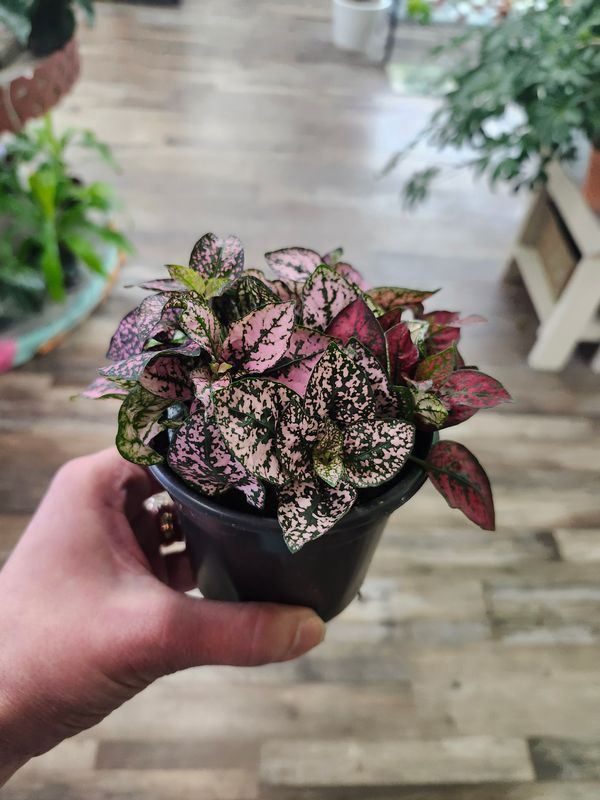 POLKA DOT PLANT 4"